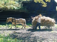 Traditional life-Norsk Folkemuseum, Bygdoy